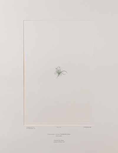 Colobanthus apetalus (Caryophyllaceae) - Plate 414, Banks#39; Florilegium, ca. 1771-84 (kobberstikk på papir) av Joseph Banks