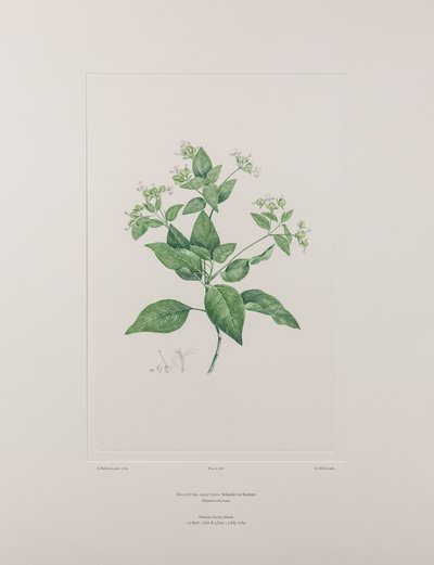 Dicliptera bracteata (Acanthaceae) - Plate 636, Banks#39; Florilegium, ca. 1771-84 (kobberstikk på papir) av Joseph Banks