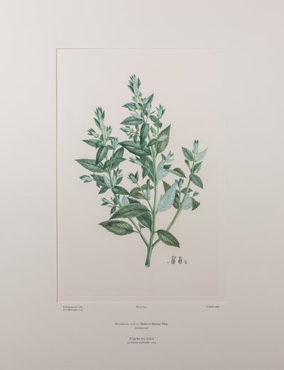 Haloragis erecta (Haloragidaceae) - Plate 439, Banks#39; Florilegium, ca. 1771-84 (kobberstikk på papir) av Joseph Banks