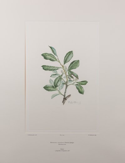 Heberdenia bahamensis (Myrsinaceae) - Plate 395, Banks#39; Florilegium, ca. 1771-84 (kobberstikk på papir) av Joseph Banks