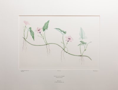 Ipomoea aquatica (Convolvulaceae) - Plate 375, Banks#39; Florilegium, ca. 1771-84 (kobberstikk på papir) av Joseph Banks