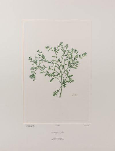 Lepidium flexicaule (Cruciferae) - Plate 409, Banks#39; Florilegium, ca. 1771-84 (kobberstikk på papir) av Joseph Banks
