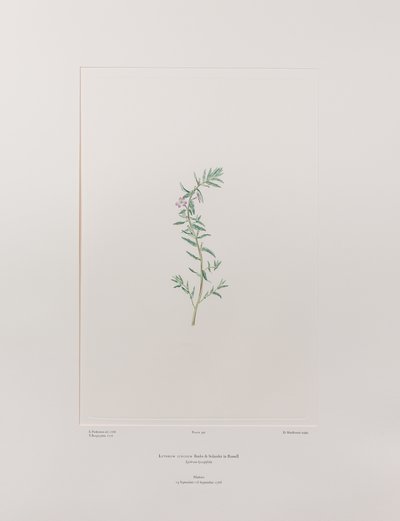 Lythrum junceum (Lythraceae) - Plate 392, Banks#39; Florilegium, ca. 1771-84 (kobberstikk på papir) av Joseph Banks