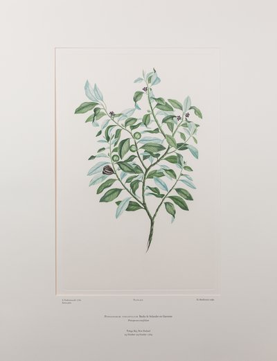 Pittosporum tenuifolium (Pittosporaceae) - Plate 412, Banks#39; Florilegium, ca. 1771-84 (kobberstikk på papir) av Joseph Banks