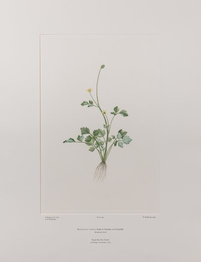 Ranunculus hirtus (Ranunculaceae) - Plate 404, Banks#39; Florilegium, ca. 1771-84 (kobberstikk på papir) av Joseph Banks