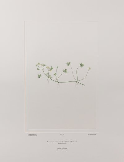 Ranunculus rivularis (Ranunculaceae) - Plate 405, Banks#39; Florilegium, ca. 1771-84 (kobberstikk på papir) av Joseph Banks