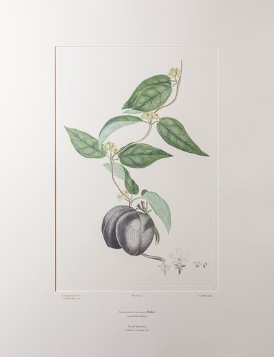 Sarcolobus globosus subsp. globosus (Asclepiadaceae) - Plate 372, Banks#39; Florilegium, ca. 1771-84 (kobberstikk på papir) av Joseph Banks