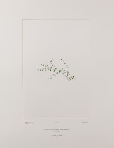 Stellaria parviflora (Caryophyllaceae) - Plate 415, Banks#39; Florilegium, ca. 1771-84 (kobberstikk på papir) av Joseph Banks