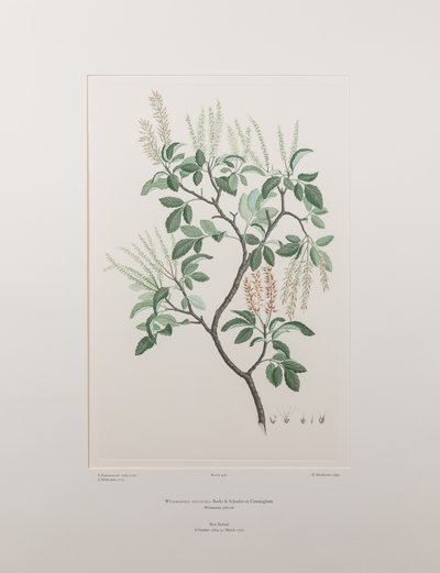 Weinmannia sylvicola (Cunoniaceae) - Plate 436, Banks#39; Florilegium, ca. 1771-84 (kobberstikk på papir) av Joseph Banks