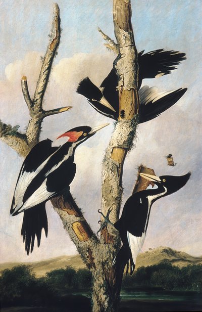 Elfenbensnebb, ca. 1830-31. av Joseph Bartholomew Kidd