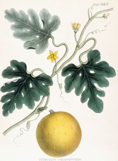 Colocynth, fra "Illustrasjoner av medisinsk botanikk: Bestående av fargede figurer av plantene som gir de viktige artiklene til Materia Medica". J.H. Colen, 1847 av Joseph Carson