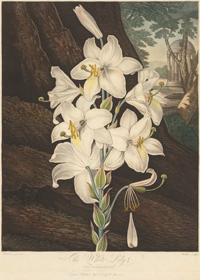 The Temple of Flora, or Garden of Nature: White Lily with Variegated Leaves..., 1800. av Joseph Constantine Stadler