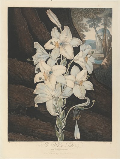 The White Lily with Variegated-Leaves, 1800, fra Robert John Thornton, 'Temple of Flora', 1799-1812 av Joseph Constantine Stadler