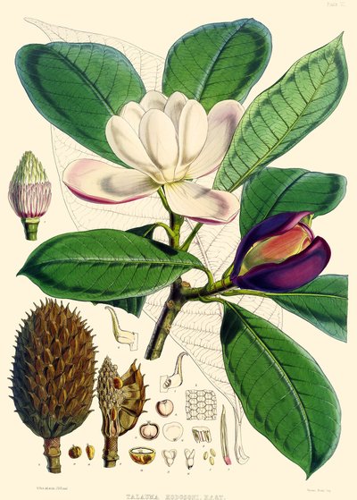 Magnolia hodgsonii, 1855 av Joseph Dalton Hooker