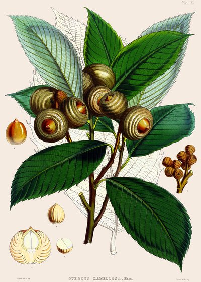 Quercus lamellosa, 1890 av Joseph Dalton Hooker