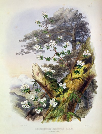Rhododendron: Dalhousie, tegning fra 