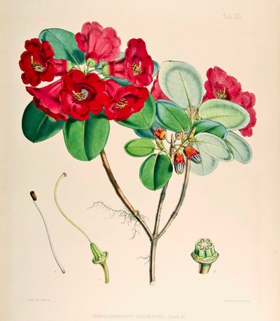 Rhododendron thomsonii, 1895 av Joseph Dalton Hooker