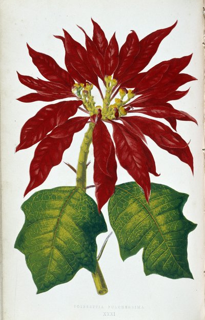 Blomst og blader av julestjerne Pulcherrima. Botanisk bord i "" Planter med fargerikt bladverk. Samling av de mest bemerkelsesverdige artene som brukes til å dekorere hager, drivhus og leiligheter, av Edward Joseph Lowe og W. Howard, medlemmer av av Joseph Edward and Howard W Lowe
