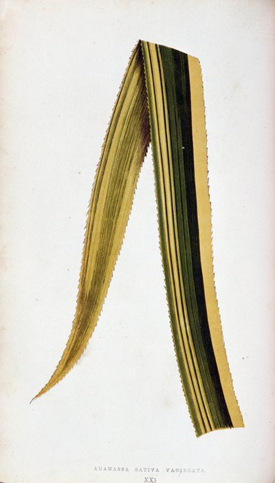 Blad av Ananassa Sativa Variegata. Botanisk planke i "" De fargerike bladplantene. av Joseph Edward and Howard W Lowe