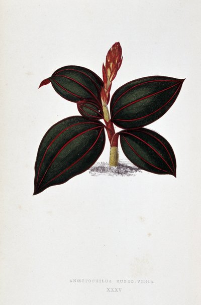 Blad av Anoectochilus Rubro Venia. av Joseph Edward and Howard W Lowe