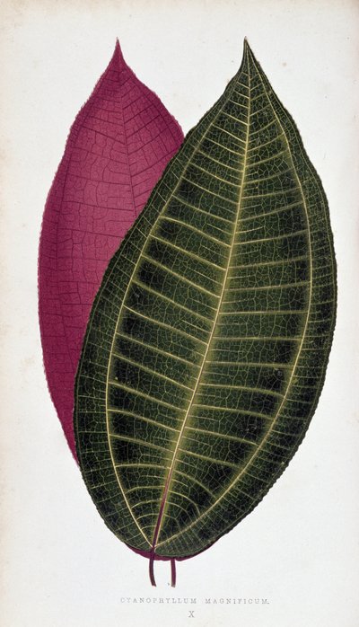 Blad av Cyanophyllum Magnificum. Botanisk bord i "" Planter med fargerikt bladverk. av Joseph Edward and Howard W Lowe