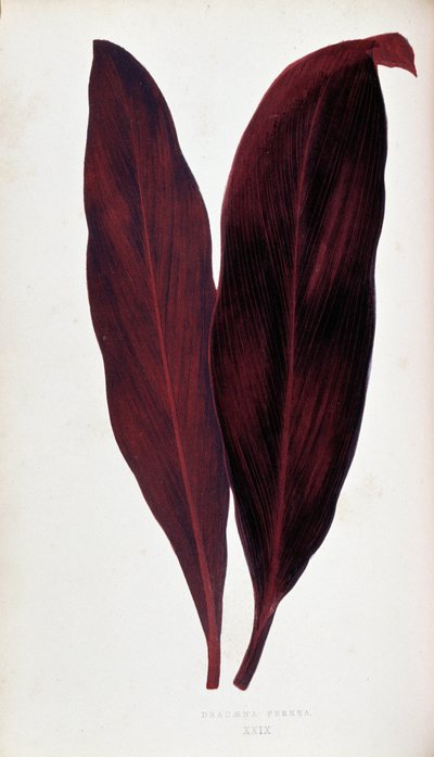 Blad av Dracaena ferrea i "" Planter med fargerikt bladverk. Samling av de mest bemerkelsesverdige artene som brukes til å dekorere hager, drivhus og leiligheter, av Edward Joseph Lowe og W. Howard, medlemmer av London Horticulture Society. Overs av Joseph Edward and Howard W Lowe