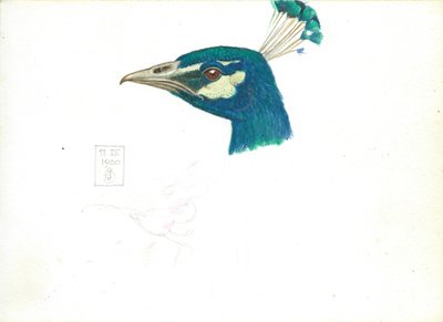 Head of a Peacock, 11 IX, 1900 (blyant, penn og blekk og wc på papir) av Joseph Edward Southall