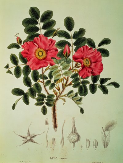  av Joseph Gerhard Zuccarini