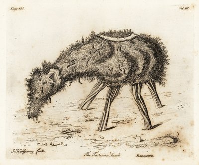 Grønnsakslammet av tartar. av Joseph Halfpenny