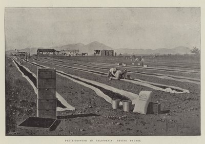 Fruktdyrking i California, tørking av svisker av Joseph Holland Tringham