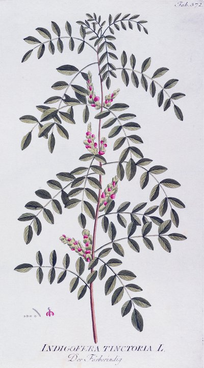 Ekte indigo (Indigofera tinctoria) av Joseph Jacob von Plenck (1735-1807), fra Icones plantarum medicinalium, Wien av Joseph Jacob Plenck
