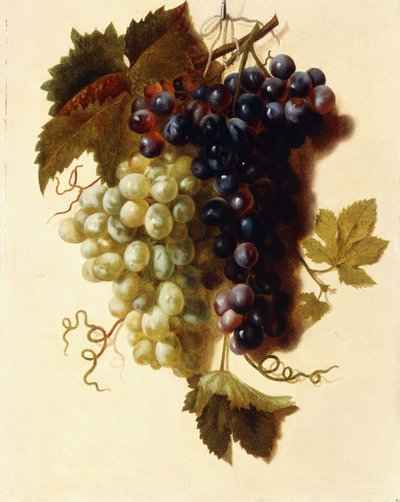 Klaser med grønne og røde druer hengt opp i et tau, ca. 1796 av Joseph-Laurent Malaine