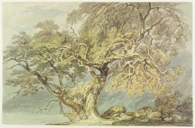 Et stort tre, ca. 1796 (wc over grafitt på papir) av Joseph Mallord William Turner