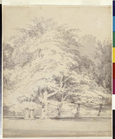 Bøketrær (grå blekk skyller over blyant på hvitt papir) av Joseph Mallord William Turner