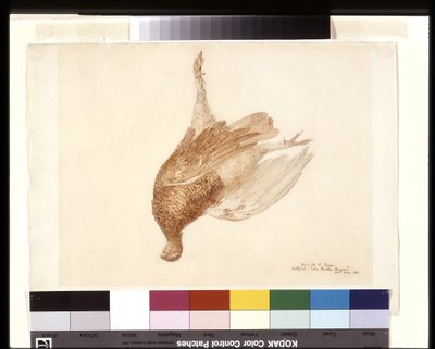 Dead Grouse (akvarell over blyant på hvitt vevd papir) av Joseph Mallord William Turner
