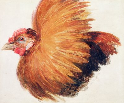 Game-Cock, fra The Farnley Book of Birds, ca. 1816 av Joseph Mallord William Turner