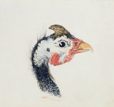 Guinea Fowl, fra The Farnley Book of Birds, ca. 1816 av Joseph Mallord William Turner