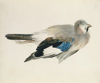 Jay, fra The Farnley Book of Birds, ca. 1816 (blyant og akvarell på papir) av Joseph Mallord William Turner
