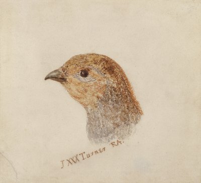 Partridge, fra The Farnley Book of Birds, ca. 1816 (blyant og akvarell på papir) av Joseph Mallord William Turner