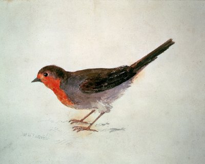 Robin, fra The Farnley Book of Birds, ca. 1816 (blyant og akvarell på papir) av Joseph Mallord William Turner