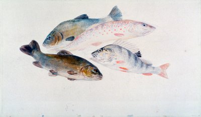 Studie av fisk: To suter, en ørret og en abbor, c1822-1824. av Joseph Mallord William Turner