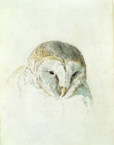 White Barn Owl, fra The Farnley Book of Birds, ca. 1816 (blyant og akvarell på papir) av Joseph Mallord William Turner