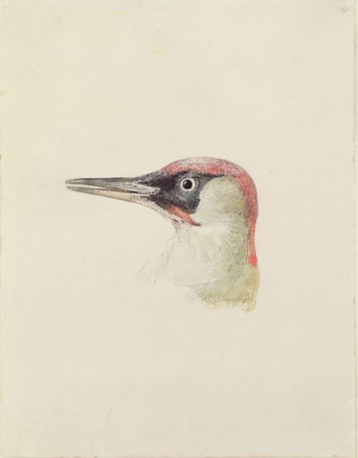 Hakkespett, fra The Farnley Book of Birds, ca. 1816 (blyant og akvarell på papir) av Joseph Mallord William Turner