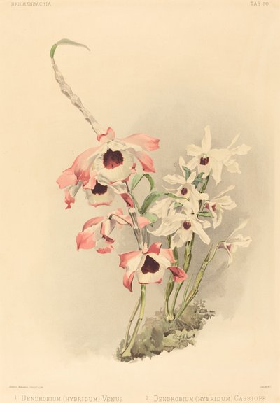 Dendrobium Hybridium Venus og Dendrobium Hybridium Cassiope. av Joseph Mansell
