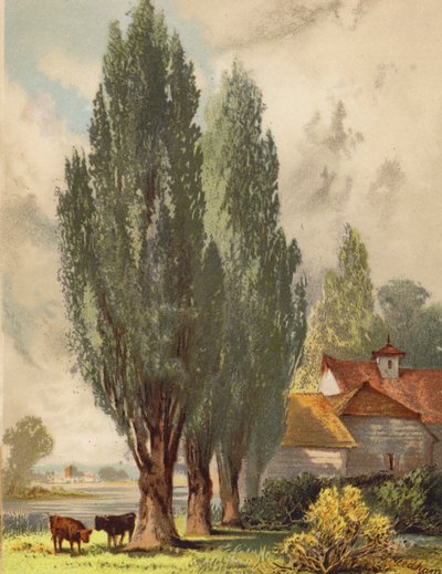  av Joseph Needham