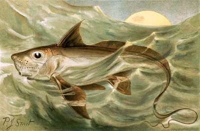 Chimaera av Joseph Smit