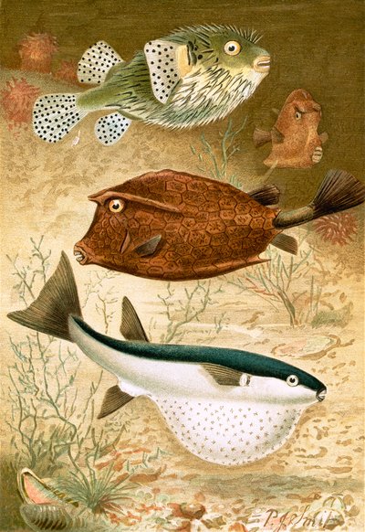 Globusfisk og Cofferfisk av Joseph Smit
