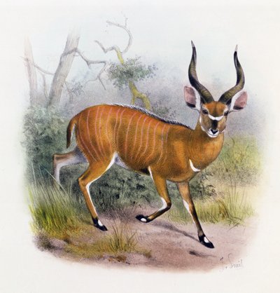 The Broad Horned Antilope, fra 