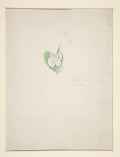 Blomst av Joseph Stella
