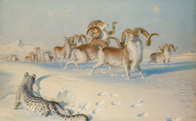 En snøleopard som forfølger Ovis Poli, av Joseph Wolf